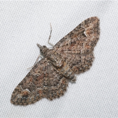 Pasiphilodes testulata (Pome looper) at Freshwater Creek, VIC - 15 Feb 2021 by WendyEM