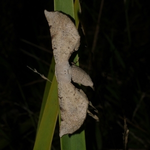 Circopetes obtusata at Freshwater Creek, VIC - 15 Feb 2021