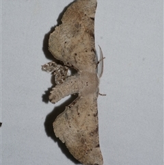 Circopetes obtusata (Grey Twisted Moth) at Freshwater Creek, VIC - 16 Feb 2021 by WendyEM