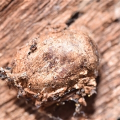 Limacodidae (family) at Jerrabomberra, NSW - 7 Oct 2024