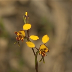 Diuris semilunulata (Late Leopard Orchid) at Denman Prospect, ACT - 7 Oct 2024 by angelb