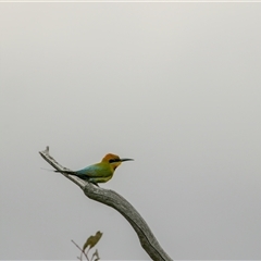 Merops ornatus (Rainbow Bee-eater) at Denman Prospect, ACT - 7 Oct 2024 by angelb