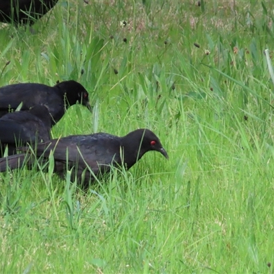 Corcorax melanorhamphos (White-winged Chough) at Yarralumla, ACT - 7 Oct 2024 by lbradley