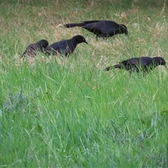 Corcorax melanorhamphos at Yarralumla, ACT - 7 Oct 2024 03:11 PM