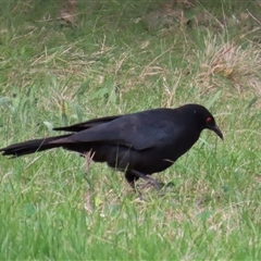 Corcorax melanorhamphos at Yarralumla, ACT - 7 Oct 2024 03:11 PM