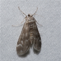 Hygraula nitens (Pond Moth) at Freshwater Creek, VIC - 15 Feb 2021 by WendyEM