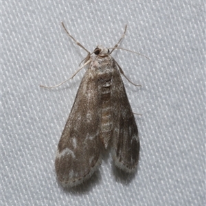 Hygraula nitens at Freshwater Creek, VIC - 15 Feb 2021