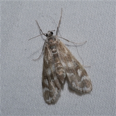 Hygraula nitens (Pond Moth) at Freshwater Creek, VIC - 15 Feb 2021 by WendyEM