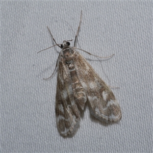 Hygraula nitens at Freshwater Creek, VIC - 15 Feb 2021