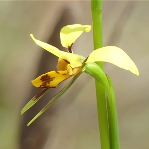 Diuris sulphurea at Colo Vale, NSW - 4 Oct 2024