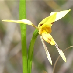 Diuris sulphurea at Colo Vale, NSW - 4 Oct 2024