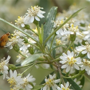 Olearia viscidula at Colo Vale, NSW - 4 Oct 2024 11:22 AM