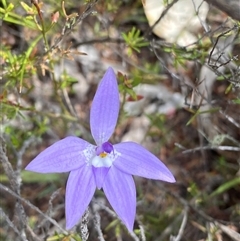 Glossodia major (Wax Lip Orchid) at Tharwa, ACT - 6 Oct 2024 by Shazw