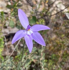 Glossodia major at Tharwa, ACT - suppressed