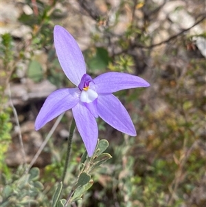 Glossodia major at Tharwa, ACT - suppressed