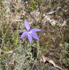 Glossodia major at Tharwa, ACT - suppressed