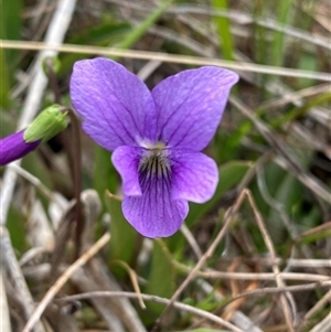 Viola betonicifolia at Tharwa, ACT - suppressed