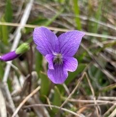 Viola betonicifolia at Tharwa, ACT - suppressed