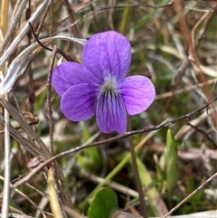 Viola betonicifolia at Tharwa, ACT - suppressed