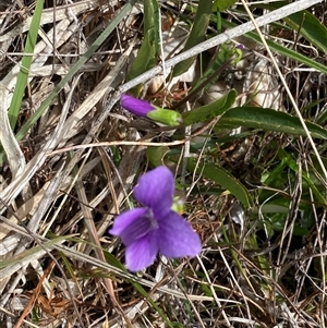 Viola betonicifolia at Tharwa, ACT - suppressed