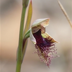 Calochilus platychilus at Colo Vale, NSW - 4 Oct 2024 by Curiosity