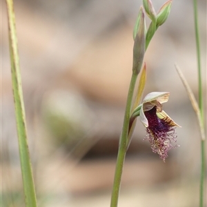 Calochilus platychilus at Colo Vale, NSW - suppressed