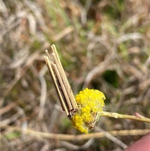 Clania (genus) at Tharwa, ACT - suppressed