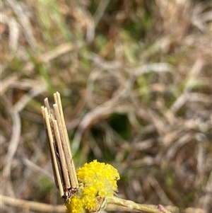 Clania (genus) at Tharwa, ACT - suppressed