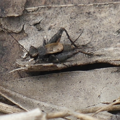 Bobilla killara (Pygmy Cricket) at Colo Vale, NSW - 4 Oct 2024 by Curiosity