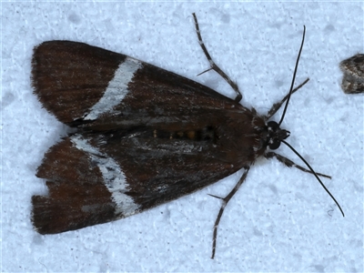 Coenotoca subaspersa (Rainforest Vine Day-moth) at Bulli, NSW - 5 Oct 2024 by jb2602