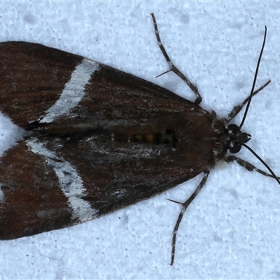 Coenotoca subaspersa (Rainforest Vine Day-moth) at Bulli, NSW - 5 Oct 2024 by jb2602