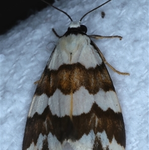 Termessa gratiosa at Bulli, NSW - 5 Oct 2024 10:30 PM