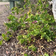 Polygala myrtifolia (Myrtle-leaf Milkwort) at Portsea, VIC - 8 Oct 2024 by marikit