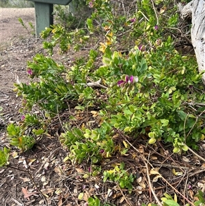 Polygala myrtifolia (Myrtle-leaf Milkwort) at Portsea, VIC by marikit