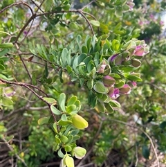 Polygala myrtifolia at Portsea, VIC - 8 Oct 2024