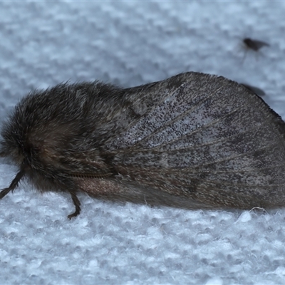 Pernattia pusilla (She-Oak Moth) at Bulli, NSW - 5 Oct 2024 by jb2602