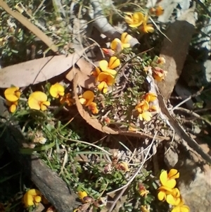 Pultenaea microphylla at Bungonia, NSW - 7 Oct 2024 02:17 PM