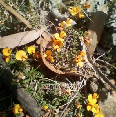 Pultenaea microphylla (Egg and Bacon Pea) at Bungonia, NSW - 7 Oct 2024 by DrDJDavidJ