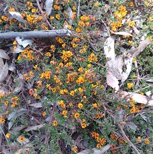 Pultenaea microphylla at Bungonia, NSW - 7 Oct 2024 02:17 PM