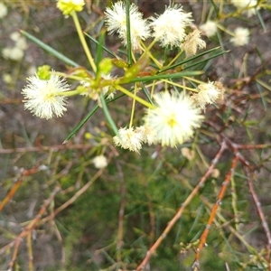 Acacia genistifolia at Bungonia, NSW - 4 Oct 2024