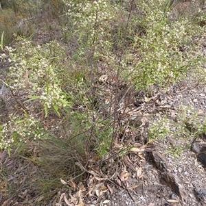 Olearia viscidula at Bungonia, NSW - 4 Oct 2024