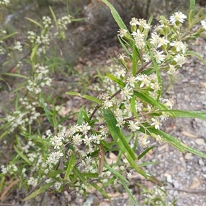 Olearia viscidula at Bungonia, NSW - 4 Oct 2024 11:54 AM