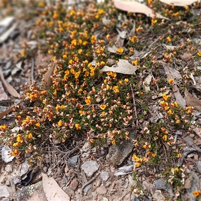 Pultenaea microphylla (Egg and Bacon Pea) at Bungonia, NSW - 4 Oct 2024 by mahargiani