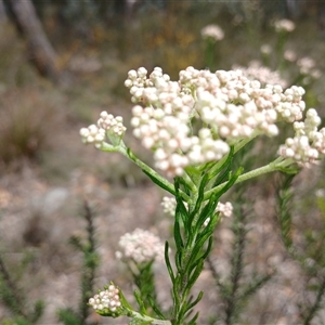 Ozothamnus diosmifolius at Bungonia, NSW - 4 Oct 2024