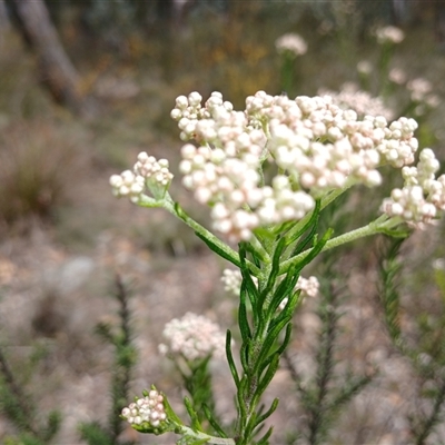 Ozothamnus diosmifolius (Rice Flower, White Dogwood, Sago Bush) at Bungonia, NSW - 4 Oct 2024 by mahargiani