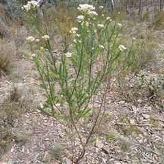 Ozothamnus diosmifolius at Bungonia, NSW - 4 Oct 2024