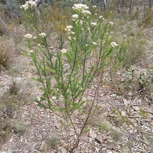 Ozothamnus diosmifolius at Bungonia, NSW - 4 Oct 2024