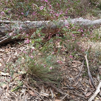 Indigofera australis subsp. australis (Australian Indigo) at Bungonia, NSW - 4 Oct 2024 by mahargiani