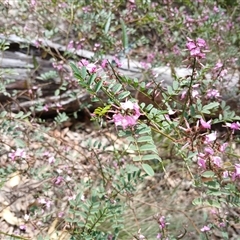 Indigofera australis subsp. australis at Bungonia, NSW - 4 Oct 2024