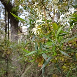 Clematis glycinoides at Bungonia, NSW - 4 Oct 2024 12:14 PM